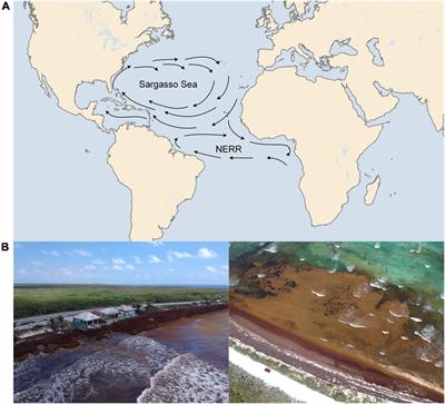 Opportunities Surrounding the Use of Sargassum Biomass as Precursor of Biogas, Bioethanol, and Biodiesel Production